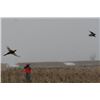 Image 4 : Pheasant Hunt - South Dakota