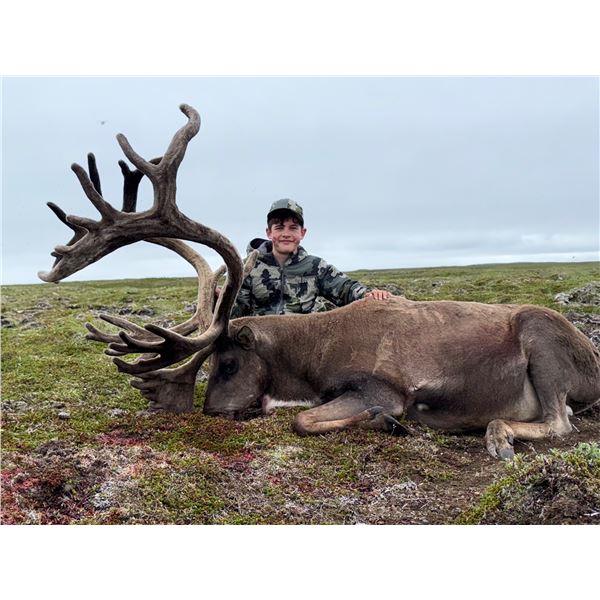 Barren Ground Caribou Hunt - Alaska