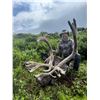 Image 3 : Barren Ground Caribou Hunt - Alaska