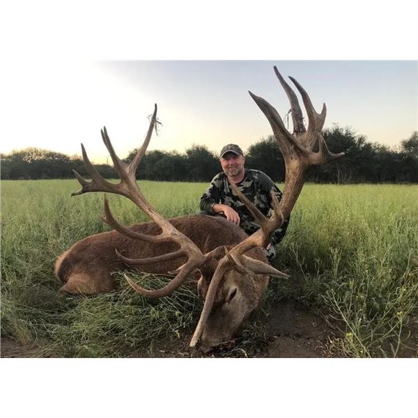 Red Stag & Black Buck Hunt - Argentina