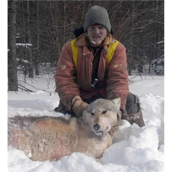 Wolf Hunt - Ontario