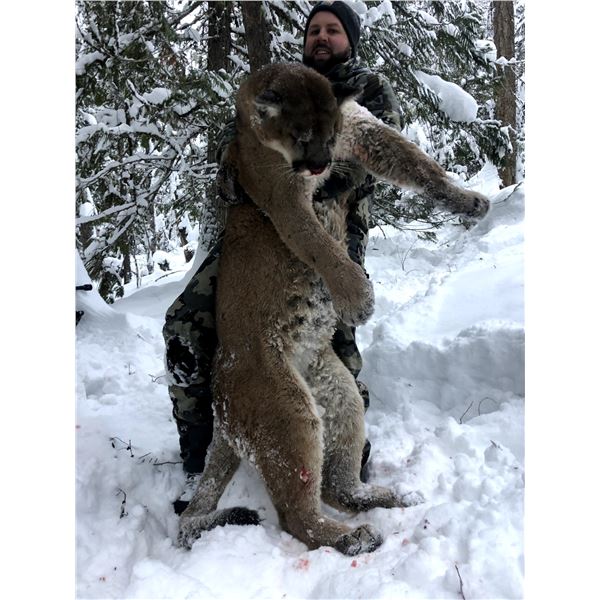 Mountain Lion Hunt - British Columbia