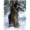 Image 1 : Mountain Lion Hunt - British Columbia