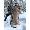 Image 2 : Mountain Lion Hunt - British Columbia