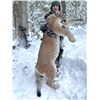 Image 3 : Mountain Lion Hunt - British Columbia