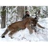 Image 4 : Mountain Lion Hunt - British Columbia
