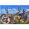 Image 5 : Archery Mule Deer - Colorado