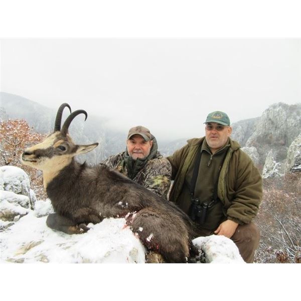 Chamois - Serbia