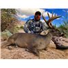 Image 2 : Coues Deer Hunt - Mexico