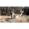 Image 3 : Coues Deer Hunt - Mexico