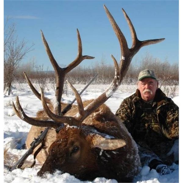 Rocky Mountain Elk - British Columbia