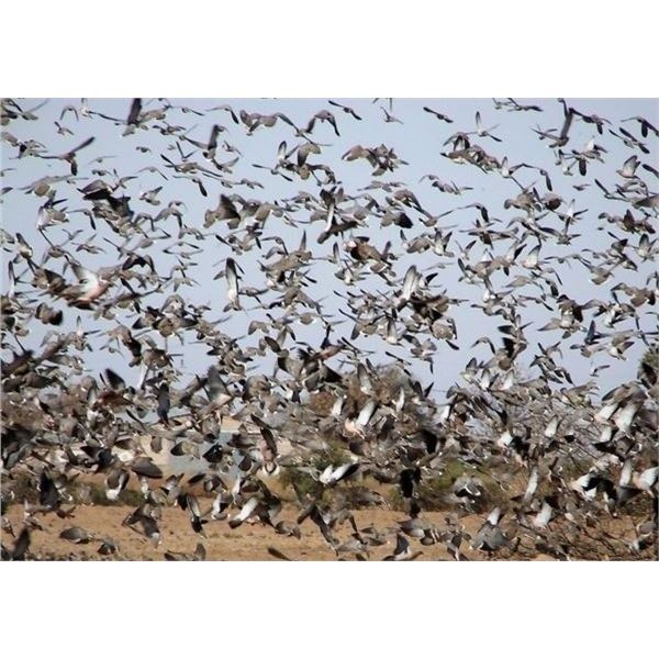 Dove Hunting - Argentina