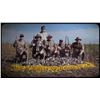 Image 2 : Dove Hunting - Argentina