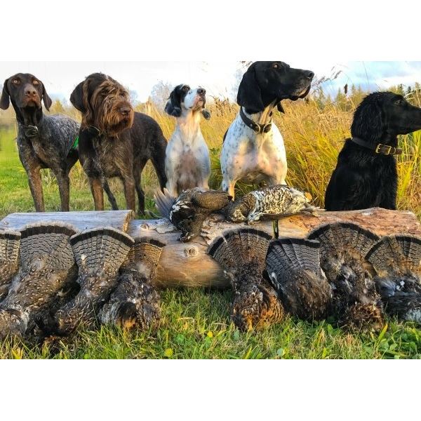 Grouse Hunt - Ontario