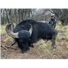 Image 1 : Water Buffalo Hunt - Argentina