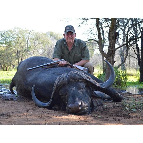 Cape Buffalo Hunt - South Africa