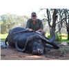 Image 1 : Cape Buffalo Hunt - South Africa