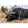 Image 2 : Cape Buffalo Hunt - South Africa