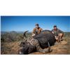 Image 3 : Cape Buffalo Hunt - South Africa