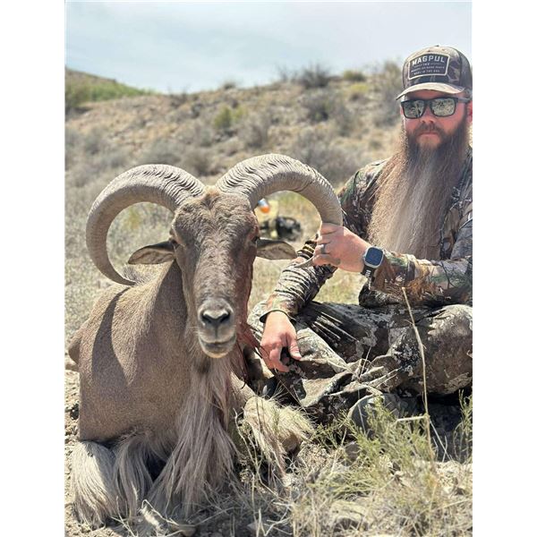Aoudad Hunt - New Mexico / Texas