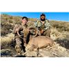 Image 2 : Aoudad Hunt - New Mexico / Texas