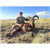 Image 3 : Aoudad Hunt - New Mexico / Texas