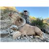 Image 4 : Aoudad Hunt - New Mexico / Texas