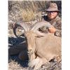 Image 5 : Aoudad Hunt - New Mexico / Texas