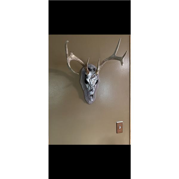 1 European Mount, Hydro-dipped, with plaque or choice of hanger