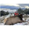 Image 1 : 2 Day Cow Elk Hunt for 1 Hunter