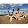 Image 3 : 7 Day Safari for 1 Oryx, 1 Springbok, 1 Warthog for 2 Hunters to share or 1 Hunter and 1 Observer