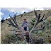 Image 1 : 5 Days (4 Days Hunting) Red Stag 320” to 360” (Trophy Caliber) for 1 Hunter