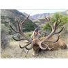 Image 2 : 5 Days (4 Days Hunting) Red Stag 320” to 360” (Trophy Caliber) for 1 Hunter