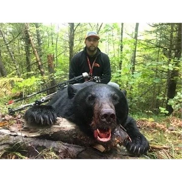 3 Day Black Bear Hunt with Hounds for 1 Hunter and 1 Observer