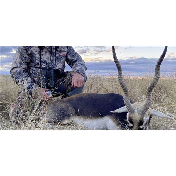 7 Day Hunt for Blackbuck Antelope for 4 Hunters (1 each) and 4 Observers