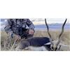Image 1 : 7 Day Hunt for Blackbuck Antelope for 4 Hunters (1 each) and 4 Observers