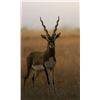 Image 2 : 7 Day Hunt for Blackbuck Antelope for 4 Hunters (1 each) and 4 Observers