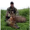 Image 1 : 5 Days (3 hunting) Spring Roe Deer Hunt in Scotland for 2 Roe Buck for 1 Hunter