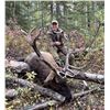 Image 2 : 8 Day Moose/Elk combo hunt (spot and stalk) plus 1 wolf for 1 Hunter.