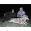 Image 1 : 5 Days/6 Nights (3 Hunting Nights, 2 Days Touring) Package for Wolf for 2 Hunters OR 1 Hunter and 1 