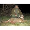 Image 2 : 5 Days/6 Nights (3 Hunting Nights, 2 Days Touring) Package for Wolf for 2 Hunters OR 1 Hunter and 1 
