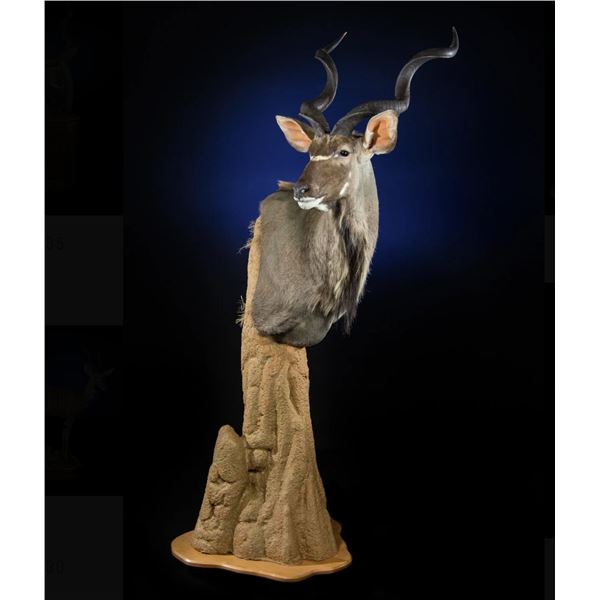 $5,000.00 credit towards either a life-size taxidermy mount OR 4 animal safari shoulder mounts
