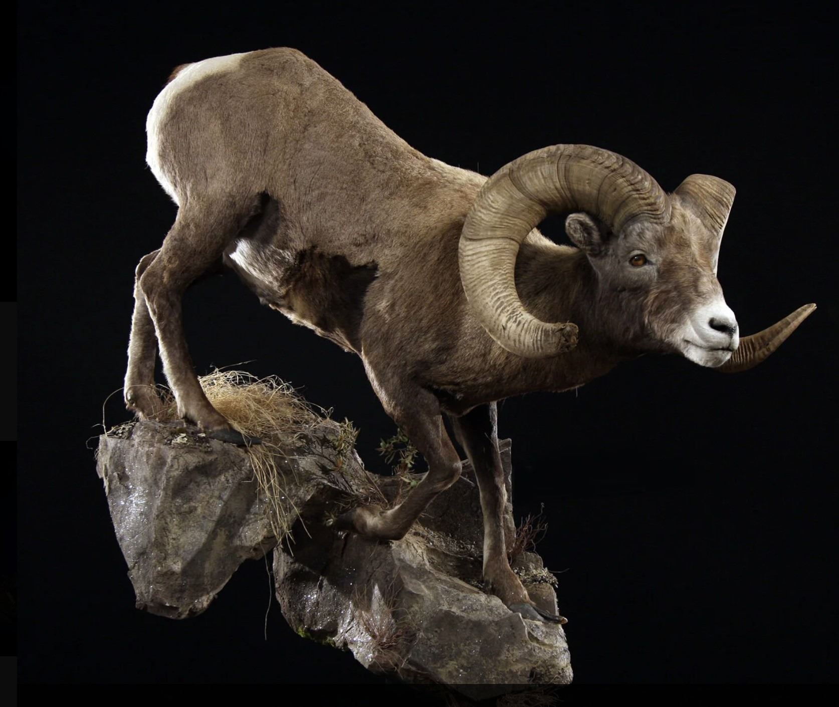 Creature Mounts $5,000.00 credit towards either a life-size taxidermy mount OR 4 animal ...