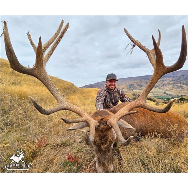 5 Day Red Stag (up to 320), Bull Tahr and Chamois Combo Hunt for 1 Hunter
