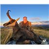 Image 3 : 5 Day Red Stag (up to 320), Bull Tahr and Chamois Combo Hunt for 1 Hunter