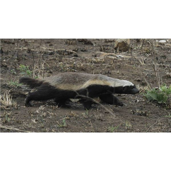 6 Night hunt safari for 1 Civet, 1 Genet, 1 Honey Badger 1 Bush Pig, 2 Duiker with 1 full day at Kru