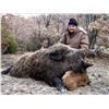 Image 2 : 7 Day Hunt for 1 Russian Boar, 1 Texas Dall Ram & 1 Multihorned Sheep for EACH of 2 Hunters