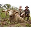 Image 3 : 7 Day Hunt for 1 Russian Boar, 1 Texas Dall Ram & 1 Multihorned Sheep for EACH of 2 Hunters