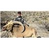Image 2 : 5 Day Aoudad Hunt for 1 Hunter in West Texas and Mexico