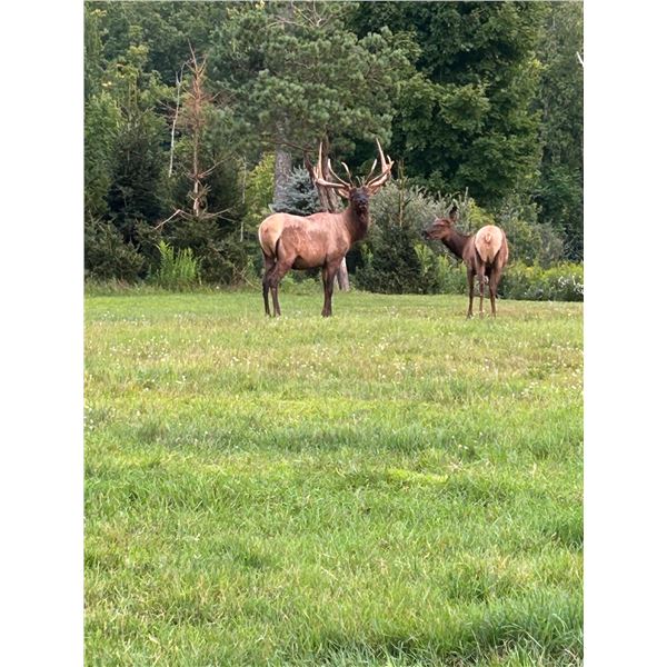 2 Day Cow Elk Hunt for 1 Hunter and 1 Observer.  An evening at the Ranch for 12.